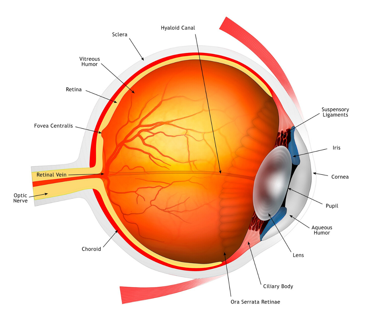 Glaucoma Treatment | Full Eye Care